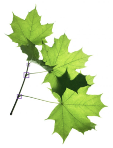 A small branch with bright green leaves is displayed on a white background. Three purple squares mark each visible point where a leaf stem merges with the branch. The leaf abscission layer is located at the marked site. 