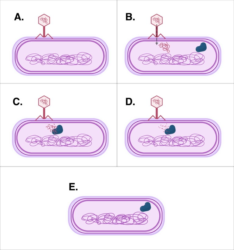 CRISPR: The Teeny Tiny Molecular Scissors of Biology – The Pipettepen